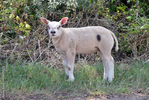 Lamb on Walnley Island