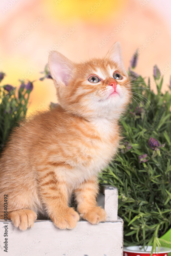 Cute red domestic kitten