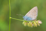 Lycaenidae / Çokgözlü Güzel Mavi / / Polyommatus bellis