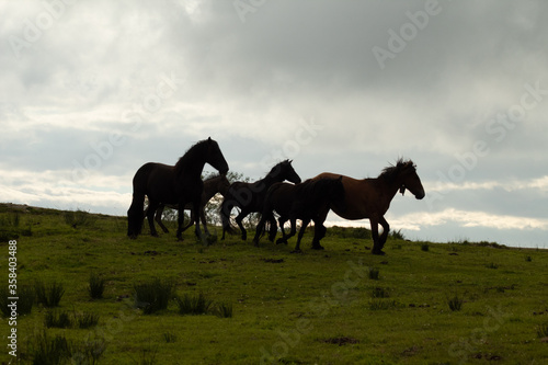 Familia de caballos en la pradera