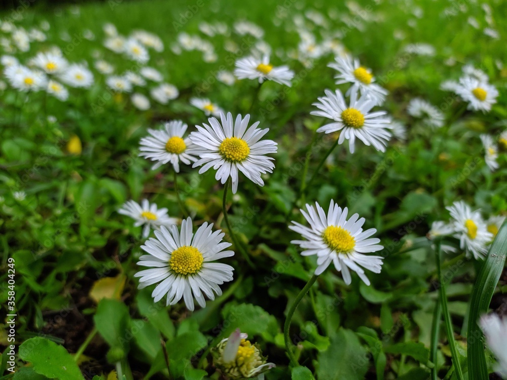 Daisies surrounded by the Carpathian mountains, Ukraine. Daisies surrounded by the Carpathian mountains, Ukraine.