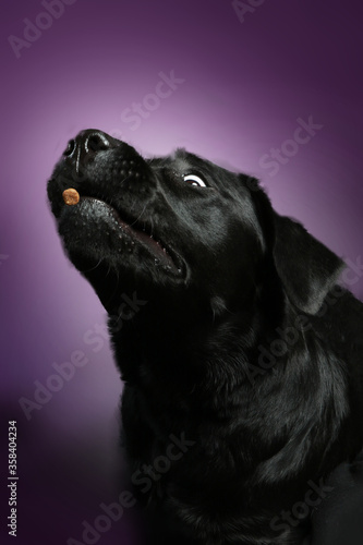 Black labrador catches treats