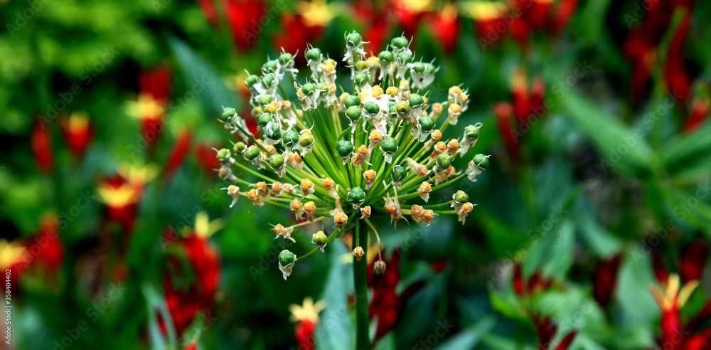 Flowers Flowers