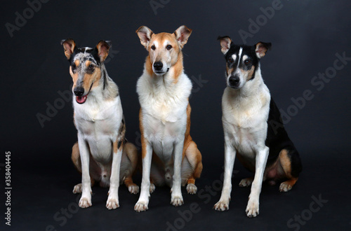 Three shorthair collies side by side