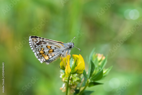 Hesperiidae / Sarı Bantlı Zıpzıp / / Pyrgus sidae © Yasin