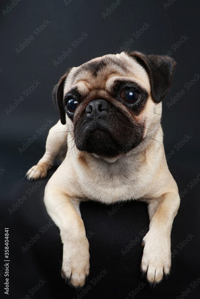 Cute pug dog portrait