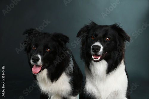 Two border collie dogs lying on black floor