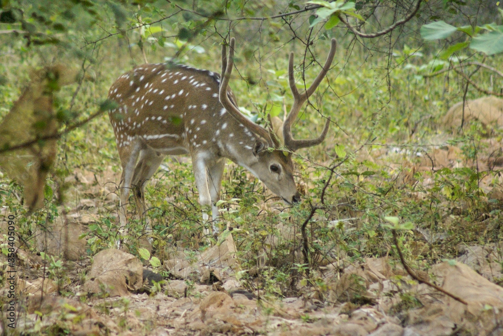 Male spotted or axis deer (chital) in velvet browsing in Sasan Gir (Gir Forest), Gujarat, India Male spotted or axis deer (chital) in velvet browsing in Sasan Gir (Gir Forest), Gujarat, India