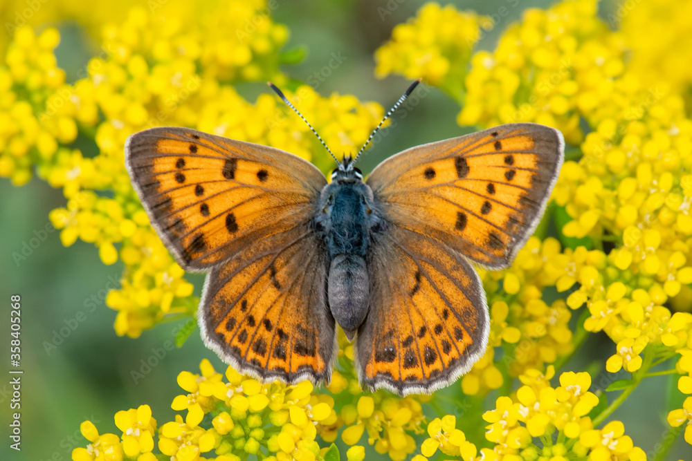 Lycaenidae / Büyük Mor Bakır / / Lycaena alciphron Lycaenidae / Büyük Mor Bakır / / Lycaena alciphron