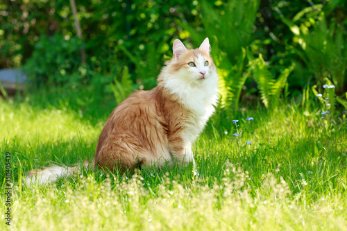 Red and white norwegian forest cat sitting in the grass outdoor photo