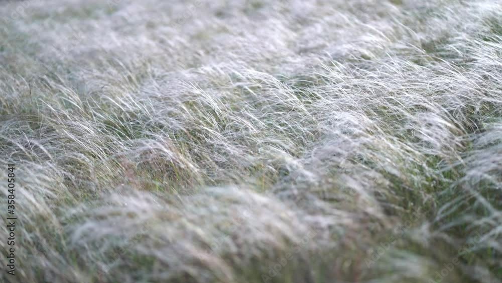feather grass develops in the wind feather grass develops in the wind