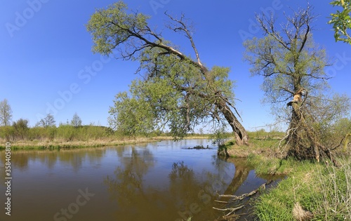 Obraz na płótnie Old trees on the riverbank of Liwiec, Mazovia, Poland w salonie