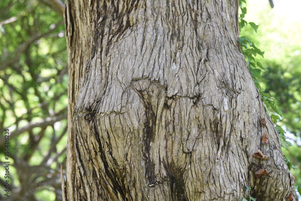 Obraz premium Japanese torreya is a Taxaceae evergreen coniferous tree. The wood is used for carving and craftwork, and the seeds are used for food and medicine.