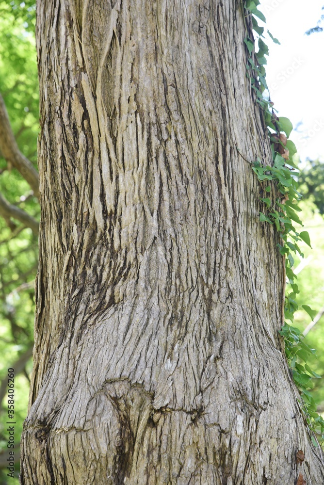 Fototapeta premium Japanese torreya is a Taxaceae evergreen coniferous tree. The wood is used for carving and craftwork, and the seeds are used for food and medicine.