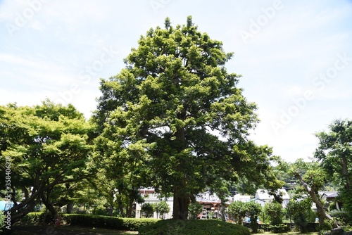 Japanese torreya is a Taxaceae evergreen coniferous tree. The wood is used for carving and craftwork, and the seeds are used for food and medicine.
