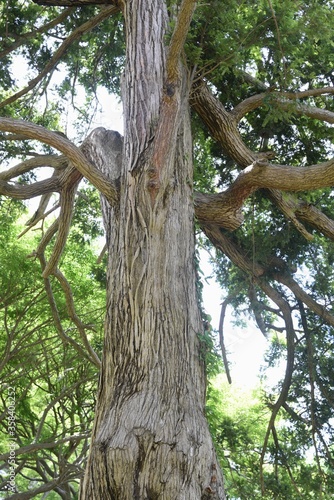 Japanese torreya is a Taxaceae evergreen coniferous tree. The wood is used for carving and craftwork, and the seeds are used for food and medicine. photo