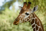 Portrait of male reticulated giraffe, Samburu Game Reserve, Kenya