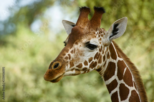 Portrait of male reticulated giraffe, Samburu Game Reserve, Kenya