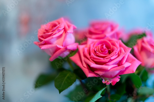 pink roses on blue background 3