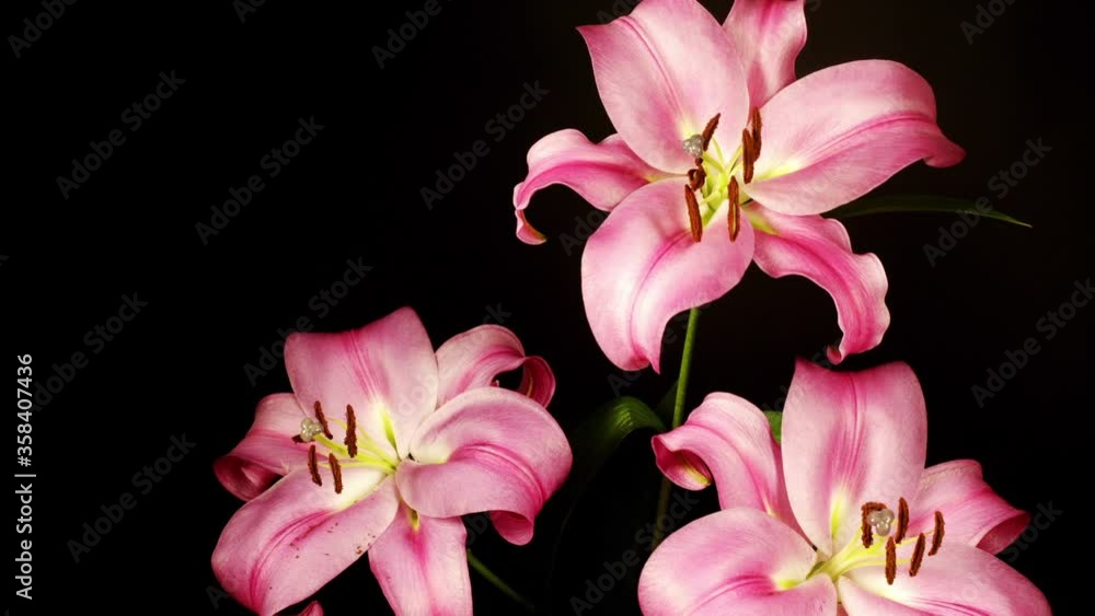 Loopable video of lily flowers opening and closing Loopable video of lily flowers opening and closing