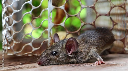 Trapped Mouse  Close up  rat caught in a trap with natural background