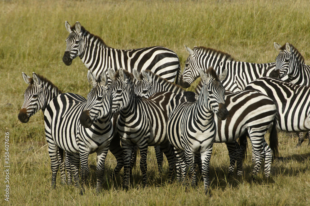 Obraz premium Burchell's (plains, common) zebras, Masai Mara, Kenya