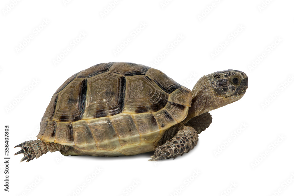 land turtle Testudo graeca isolated on white background land turtle Testudo graeca isolated on white background