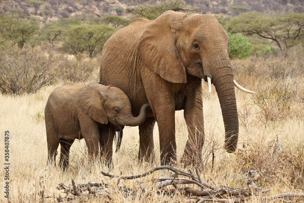 Female elephant with calf, Samburu Game Reserve, Kenya