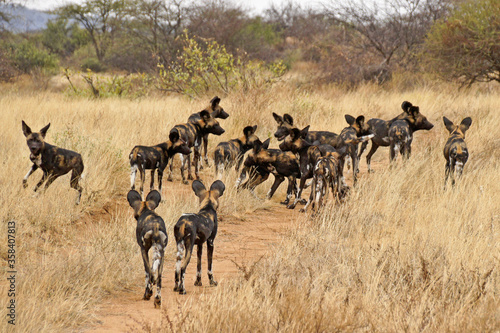 Pack of wild dogs (Cape hunting dogs, painted dogs), Samburu Game Reserve, Kenya
