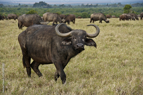 Fototapeta Naklejka Na Ścianę i Meble -  Cape buffaloes at Ol Pejeta Conservancy, Kenya