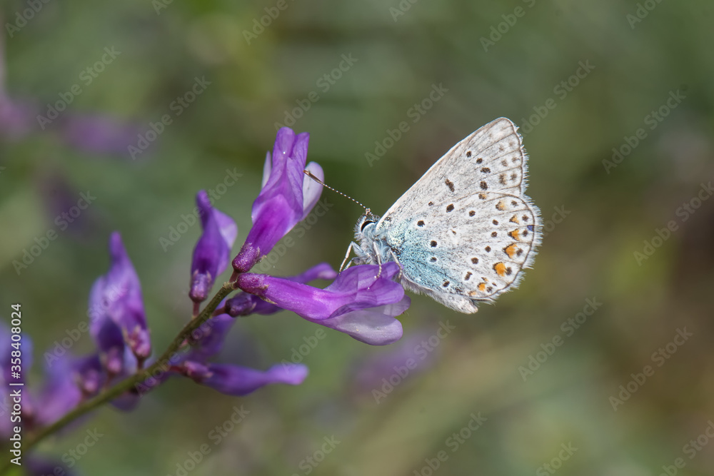 Naklejka premium Lycaenidae / Çokgözlü Mavi / / Polyommatus icarus