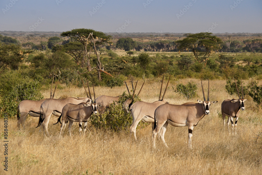 Fototapeta premium Beisa oryxes, Samburu Game Reserve, Kenya