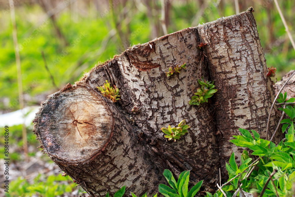 Fototapeta premium The wood stump