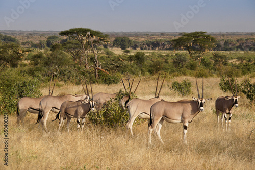 Beisa oryxes, Samburu Game Reserve, Kenya