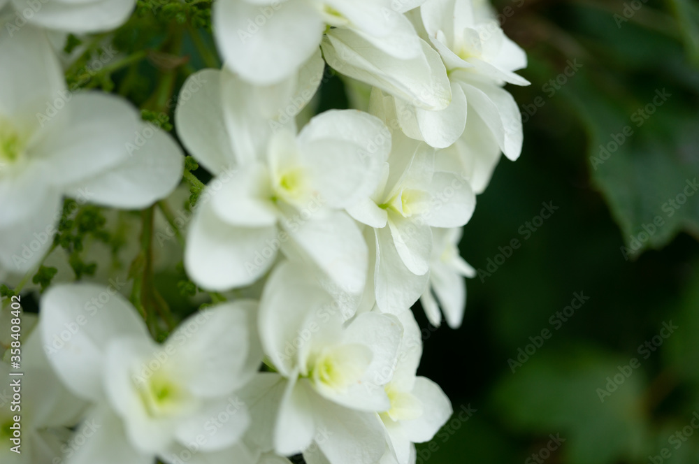紫陽花 紫陽花