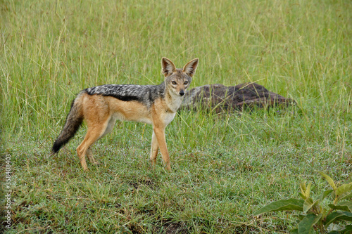 Black-backed (silver-backed) jackal, Masai Mara Game Reserve, Kenya