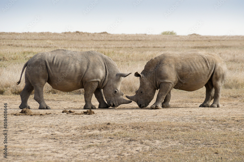 Fototapeta premium Male white rhinos mock fighting for dominance, Ol Pejeta Conservancy, Kenya
