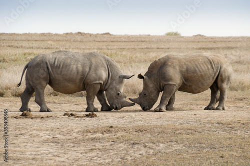 Male white rhinos mock fighting for dominance  Ol Pejeta Conservancy  Kenya