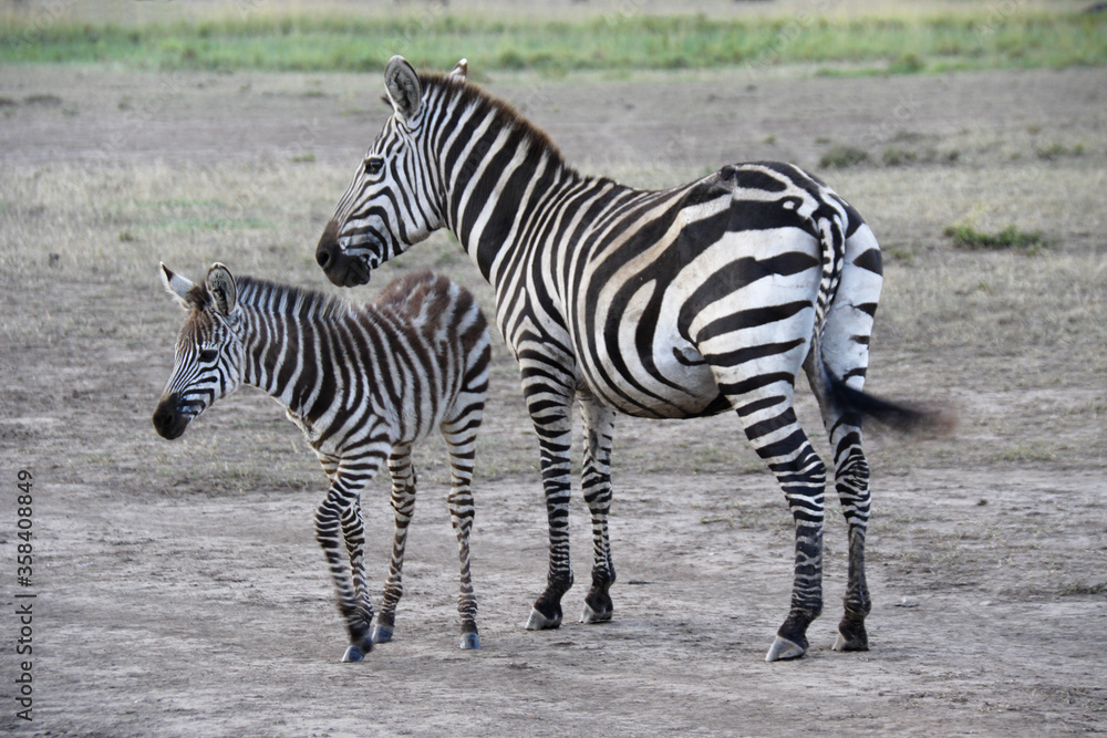 Common zebra (with old wound on haunch) with foal, Masai Mara Game Reserve, Kenya Common zebra (with old wound on haunch) with foal, Masai Mara Game Reserve, Kenya