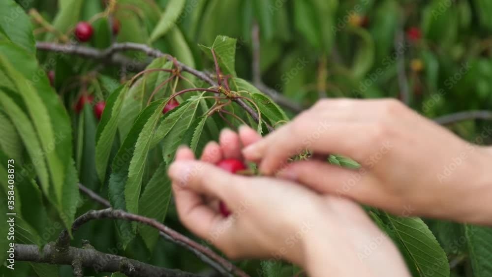 Female hands, close up, pluck ripe red cherries from a branch. Female hands, close up, pluck ripe red cherries from a branch.
