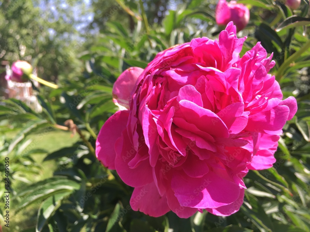 A delightful pink large peony flower blossoming in the garden.