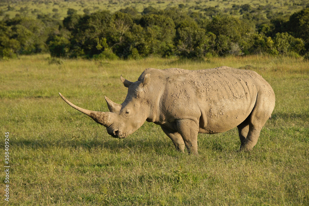 White rhinoceros in late-afternoon light, Kenya White rhinoceros in late-afternoon light, Kenya