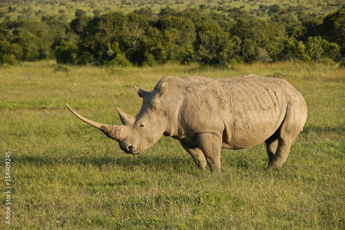 White rhinoceros in late-afternoon light, Kenya
