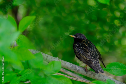 Common starling on a branch on a summer day. Heavily blurred green background. Beautiful warbler with black spotted plumage. Fauna of European nature.