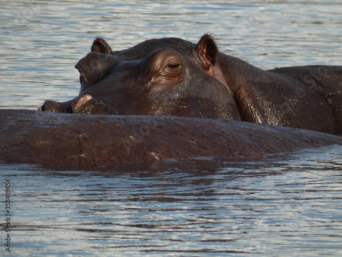 Common hippopotamus (Hippopotamus amphibius) - a hippo surfacing waters of Chobe river, Chobe National Park, Botswana