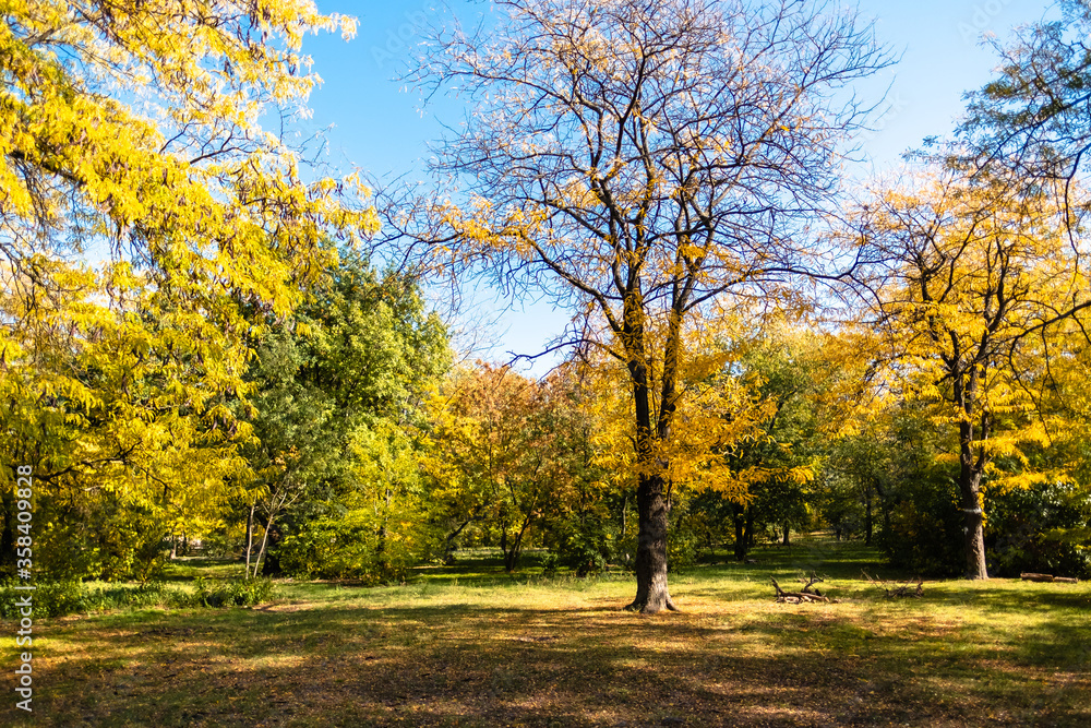 Landscape of early autumn. Trees with yellow leaves. Autumn Park