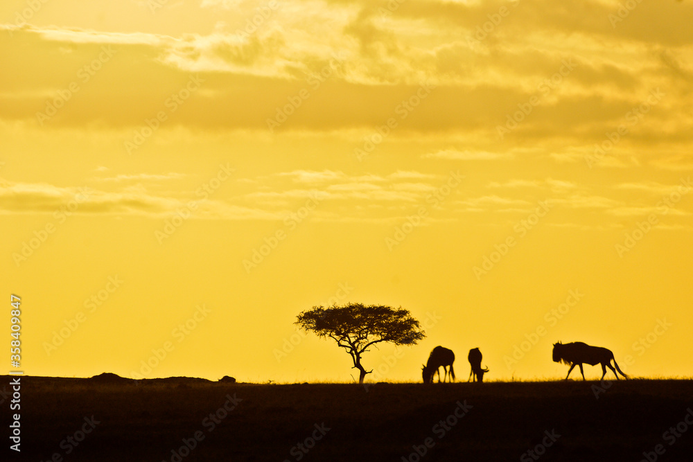 Silhouette of acacia tree and wildebeests at sunrise in Kenya, Africa