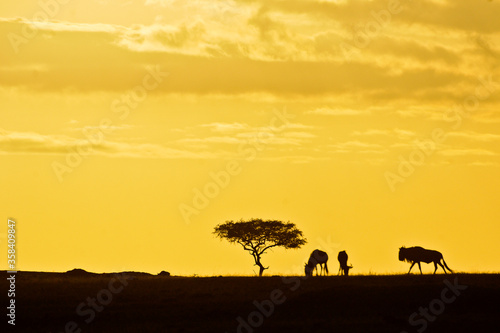 Silhouette of acacia tree and wildebeests at sunrise in Kenya, Africa