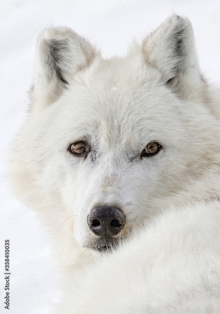 Gray Wolf  female - portrait