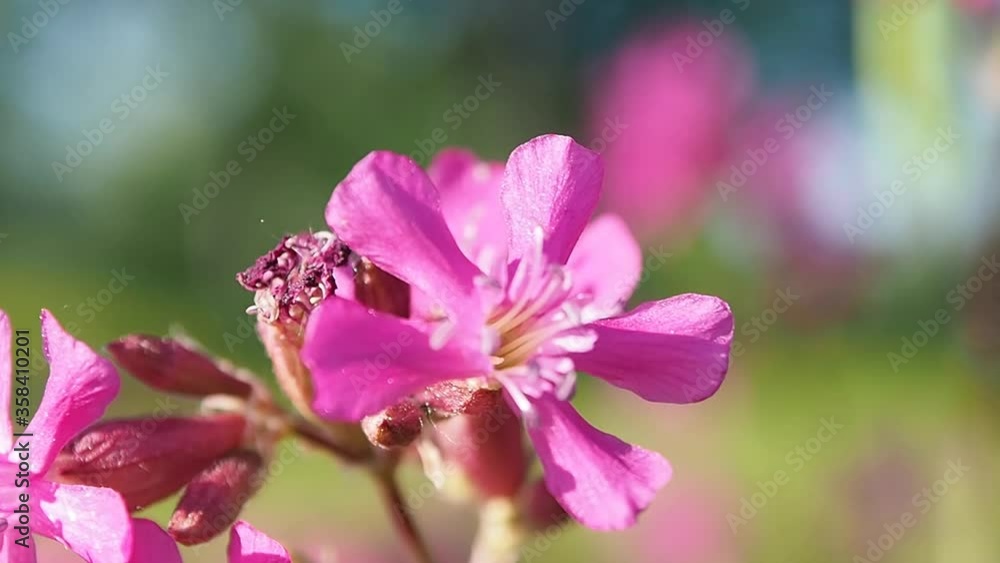 Meadow of wild pink flowers. Vegetation blooming in the summer season. Meadow of wild pink flowers. Vegetation blooming in the summer season.